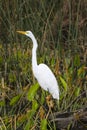 Great White Egret Profile Royalty Free Stock Photo