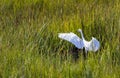 A great white egret prowls the reeds in a marsh at the Jersey shore