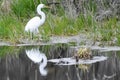 Great White Egret Reflection Near Wetland Royalty Free Stock Photo