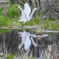 Great White Egret Reflection Near Wetland