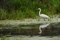 Great White Egret with Reflection in Swamp Royalty Free Stock Photo