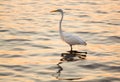 Great White Egret In The Sea Off Tampa In Gulf