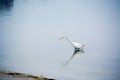 Great White Egret Searches for Food in the Bay Royalty Free Stock Photo