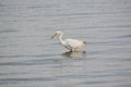 Great White Egret Searches for Food in the Bay Royalty Free Stock Photo