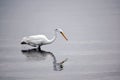 Great White Egret Searches for Food in the Bay Royalty Free Stock Photo