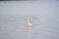 Great White Egret Searches for Food in the Bay Royalty Free Stock Photo