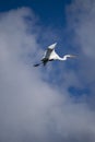 Great white egret shouts somthing