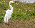 Great White Egret Bird, Resting on Shoreline of Natural Habitat Royalty Free Stock Photo