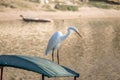 Great White Egret and small boat at Huacachina Oasis - Ica, Peru