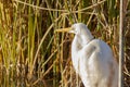 A great white egret and a snowy egret standing on a shoreline Royalty Free Stock Photo