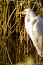 A great white egret and a snowy egret standing on a shoreline Royalty Free Stock Photo