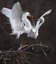 Great White Egret spar over chance to mate with female Royalty Free Stock Photo
