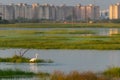 Great white egret stalking in lake with blurry high rise buidlings in the background in Chennai, South India