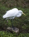 Great White Egret Stock Photo.  Standing on a moss rock.  Foliage background. Picture. Portrait. Image Royalty Free Stock Photo