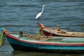 Great White Egret standing on boat