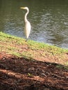 Great White Egret standing on edge of lagoon,