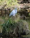 Great White Egret Stock Photo.  Image. Picture. Portrait. Blur background. Perched on foliage Royalty Free Stock Photo