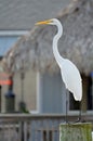 A great white egret standing in front of a colorful tiki hut background with room for copy. Royalty Free Stock Photo