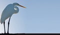 A great white egret standing before low sunlight against a gray-blue background with room for copy. Royalty Free Stock Photo