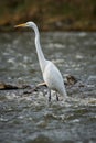 Great white egret standing in middle of river