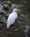 Great White Egret Stock Photo.  Image. Picture. Portrait. Blur background Royalty Free Stock Photo