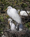 Great White Egret standing in nest with babies Royalty Free Stock Photo