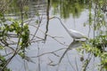 White Egret hunting with reflection in water Royalty Free Stock Photo