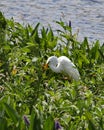 Great White Egret hunting in the Pickerelweed plants