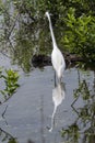 White Egret standing with reflection in water Royalty Free Stock Photo