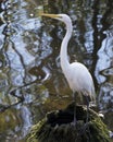 Great White Egret Stock Photo.  Image. Picture. Portrait. Blur water background Royalty Free Stock Photo