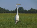 Great white Egret stands on one leg in green grass field