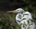 Great White Egret Stock Photo.  Close-Up profile view.  Blur background. Portrait. Picture. Image Royalty Free Stock Photo