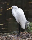 Great White Egret stock photo. Close-up profile view displaying its body, head, beak, eye, legs, white plumage with a blur Royalty Free Stock Photo