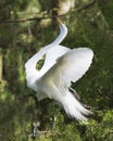 Great White Egret Stock Photo. Dancing on tree. Spread wings. Image. Portrait. Picture. Looking towards the sky. White feather