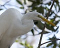 Great White Egret Stock Photo. Great White Egret bird head close-up profile. Image. Portrait. Picture. White colour bird. Royalty Free Stock Photo