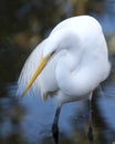 Great White Egret Stock Photo. Great White Egret close-up profile view standing in the water  in its environment and habitat with Royalty Free Stock Photo