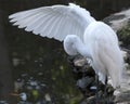 Great White Egret Stock Photo.  Image. Picture. Portrait. Blur background. Cleaning one wing. White colour feather plumage. Moss Royalty Free Stock Photo