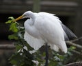 Great White Egret Stock Photo.  Image. Picture. Portrait. Blur background. Perched on a branch Royalty Free Stock Photo