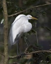 Great White Egret Stock Photo.  Perched on tree branch with leaves background. Spread fluffy wings. Picture. Portrait. Image Royalty Free Stock Photo