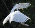 Great White Egret Stock Photo.  Spread wings.   Blur foliage background Royalty Free Stock Photo