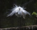 Great White Egret Stock Photo. Standing on log with fluffy feathers plumage. Image. Picture. Portrait Royalty Free Stock Photo
