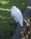 Great White Egret Stock Photo.  Standing on log. Green foliage. Picture. Portrait. Image. Looking to the left side Royalty Free Stock Photo