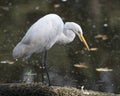Great White Egret Stock Photo.  Standing by the water on moss log. Picture. Portrait. Image Royalty Free Stock Photo