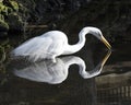 Great White Egret Stock Photo. Great White Egret in the water with a reflection. Picture. Image. Portrait. Looking to the right Royalty Free Stock Photo