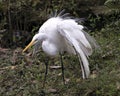 Great White Egret Stock Photos.  Image. Portrait. Picture. Close-up view with spread fluffy wings. Foliage foreground and Royalty Free Stock Photo