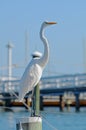 A great white egret with stretched neck standing against a blue background. Royalty Free Stock Photo