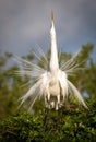 Great White Egret Stretching Toward the Sky