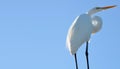 A great white egret with a sunlit back against a blue background with room for copy. Royalty Free Stock Photo