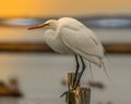 Great White Egret Sunrise