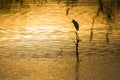 Great White Egret at sunset landscape, Royalty Free Stock Photo